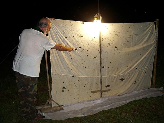 Caccia notturna con le lampade ed il telo - Night collecting insects with the lamp