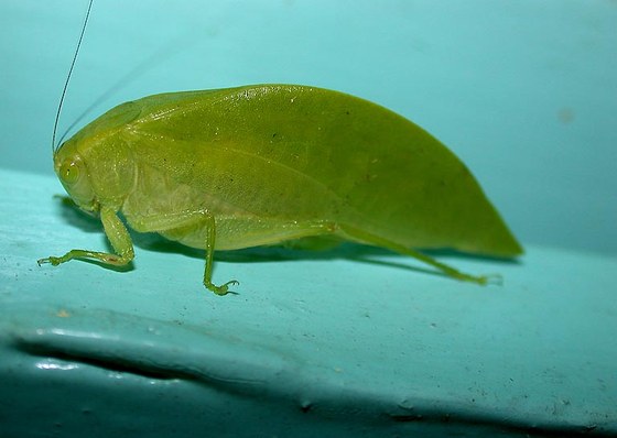 Cavalletta - Grasshopper