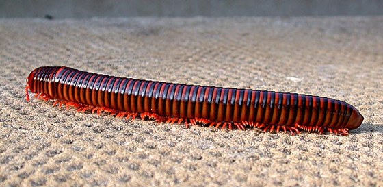 Diplopode Juliforme - Diplopod