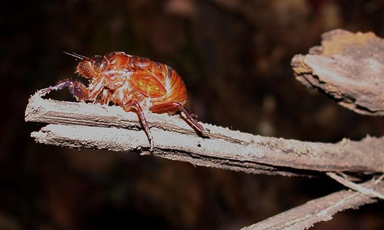 Exuvia di Cicala - Cicada exuvia