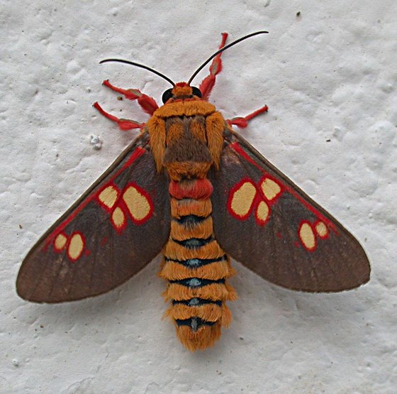 Farfalla della famiglia Arctiidae - Arctiidae butterfly