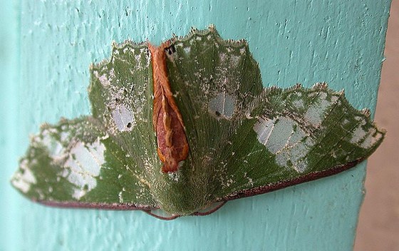 Farfalla notturna - Moth