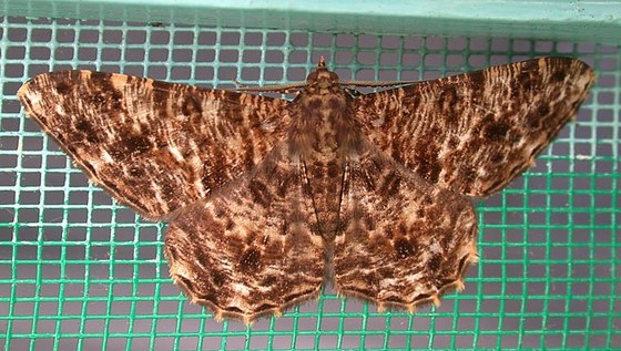 Farfalla notturna - Moth