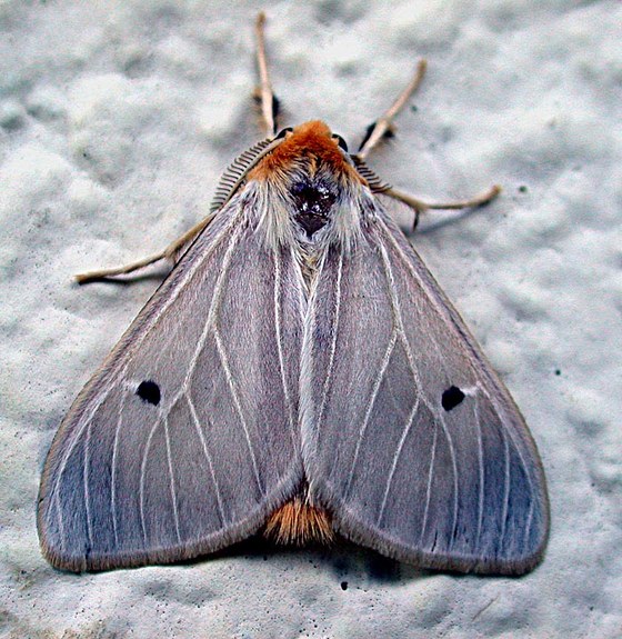 Farfalla notturna - Moth
