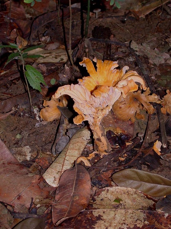 Fungo - Mushroom