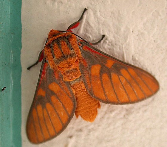 Lepidottero Arctiidae - Arctiidae butterfly