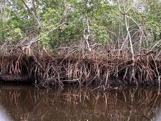 Mangrovie - Mangroves