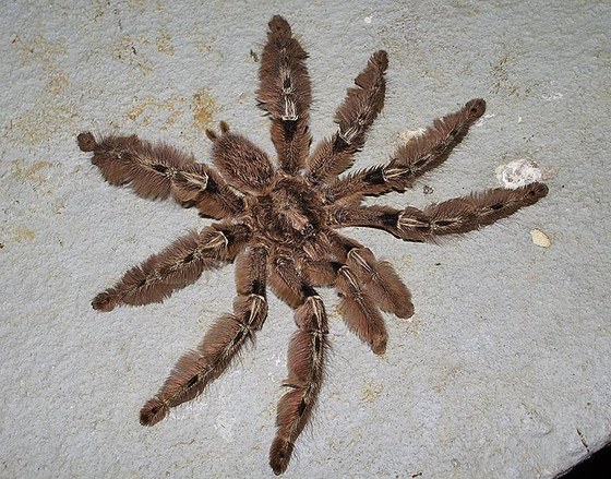 Migale - Birdspider