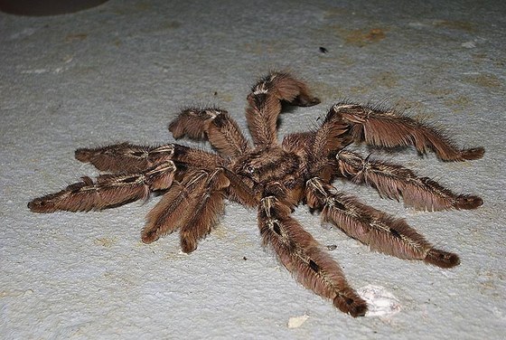 Migale - Birdspider