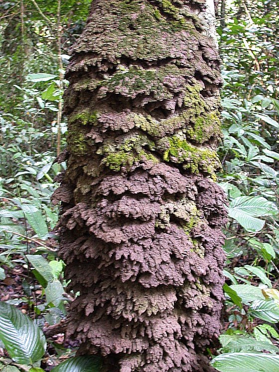 Nido di Imenotteri - Hymenopters nest
