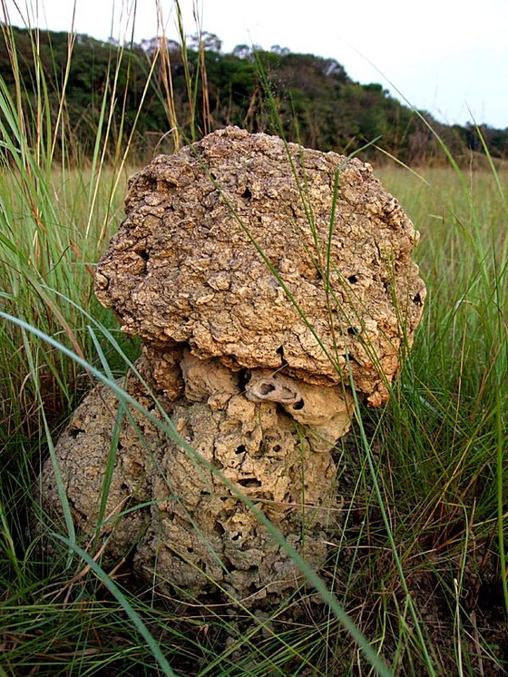 Nyoniè - Nido di Imenotteri - Nyoniè - Hymenopters nest