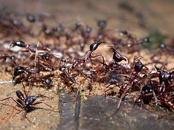 "Soldati" a protezione della colonna in marcia - "Soldiers" defending the marching ants
