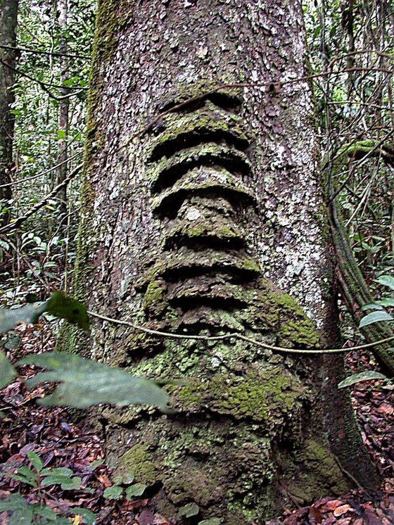 Strano nido di Imenotteri - Curious Hymenopters nest