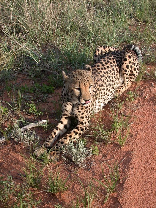 Ghepardo (Acinonyx jubatus)