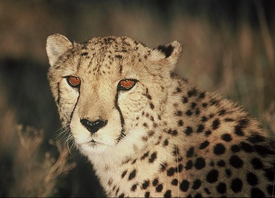 Ghepardo (Acinonyx jubatus)