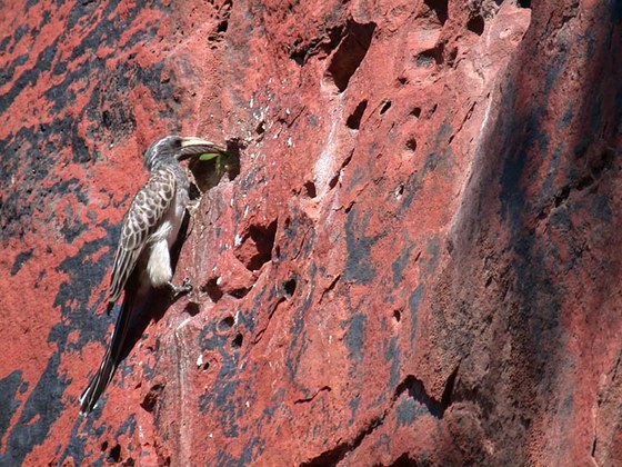 Bucero che imbecca i piccoli - Hornbill feeding the chicks
