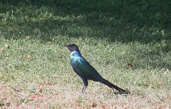 Storno - Longtailed starling
