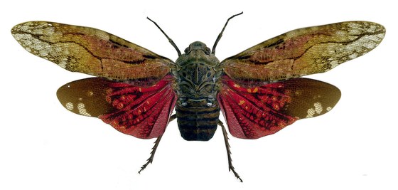 Aracynthus sanguineus