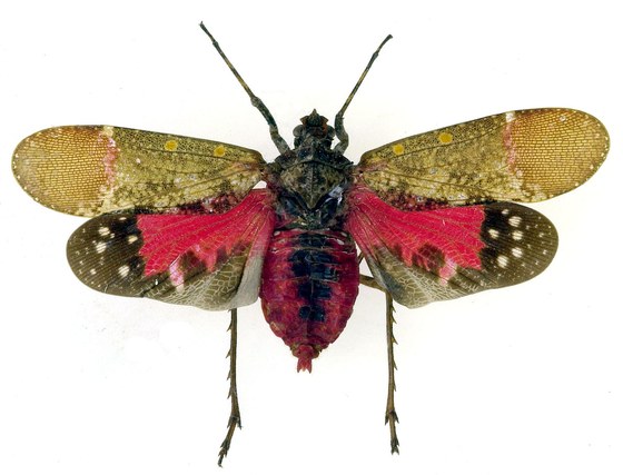 Artacie haemoptera