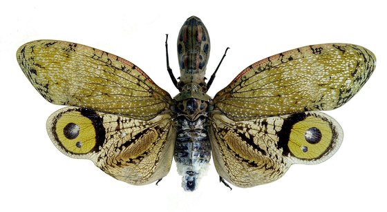 Fulgora laternaria