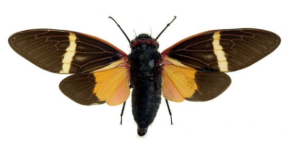 Gaena pariei