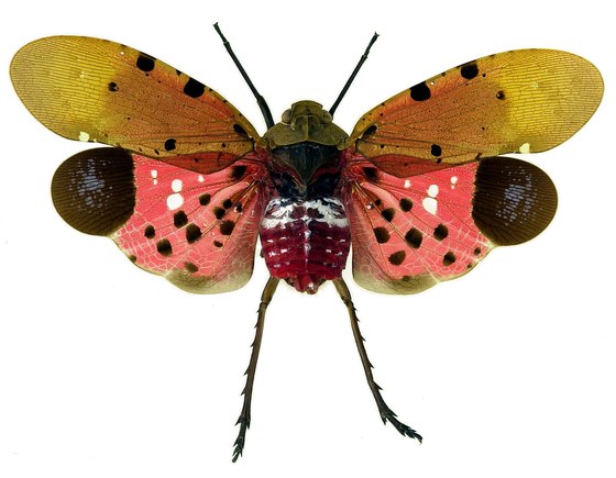 Penthicodes atomaria