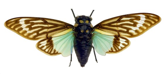 Gaena sp.