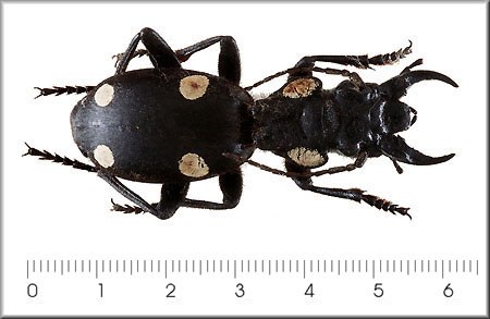 Anthia sexguttata