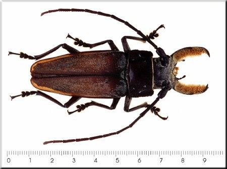 Callipogon barbatus