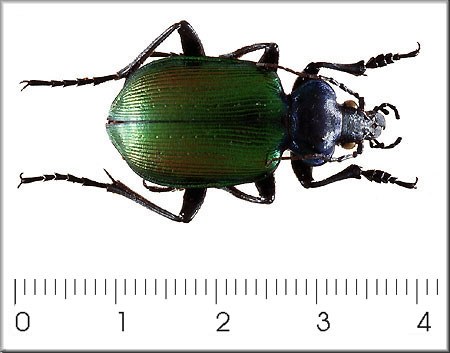 Calosoma sycophanta