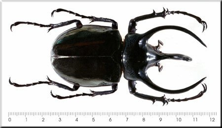 Chalcosoma atlas