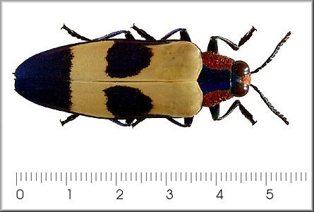 Chrysochroa buqueti