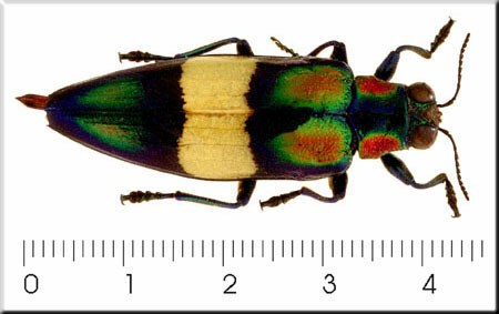Chrysochroa ocellata