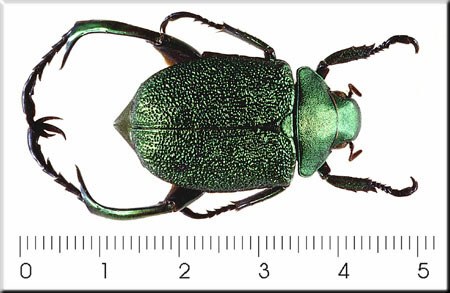 Chrysophora chrysochlora