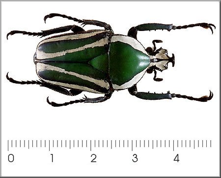 Dicronorhina derbyana