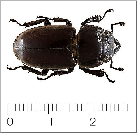 Dorcus sika (femmina)