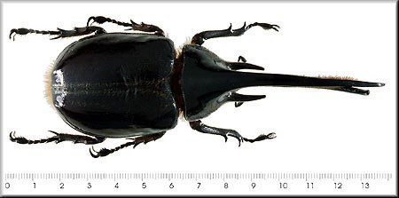 Dynastes neptunus
