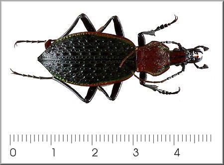 Euchorea clementi riphaeus
