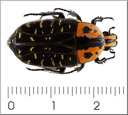 Euchorea clementi riphaeus
