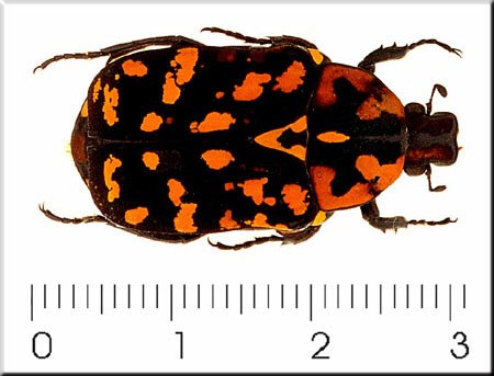 Euchroea vadoni