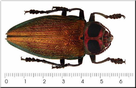 Euchroma gigantea
