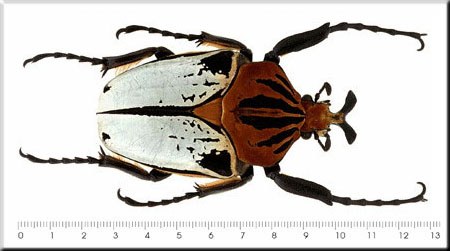 Goliathus cacicus Voet.