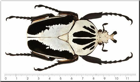 Goliathus regius Klug