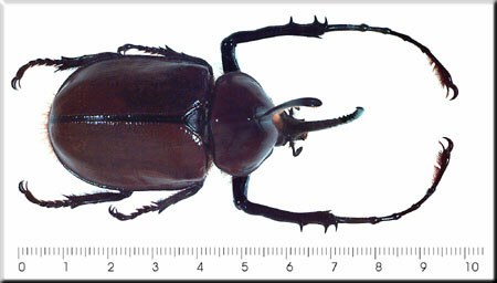 Golofa porteri