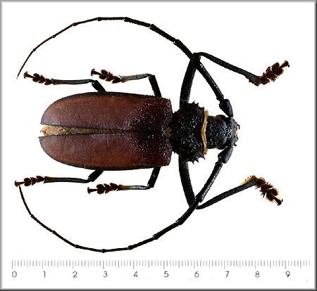 Hoplyderes aquilus