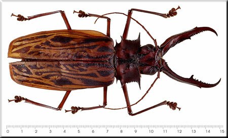 Macrodontia cervicornis