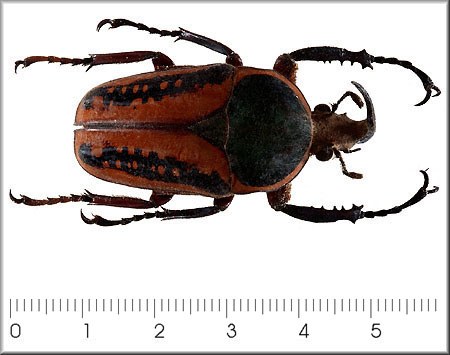Megalorrhina harrisi