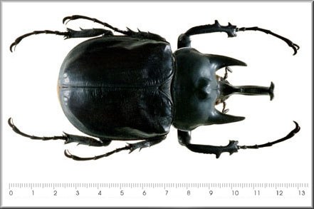 Megasoma actaeon