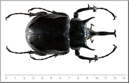 Megasoma mars