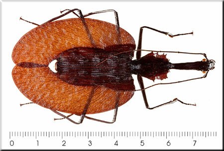 Mormolyce hagenbachi